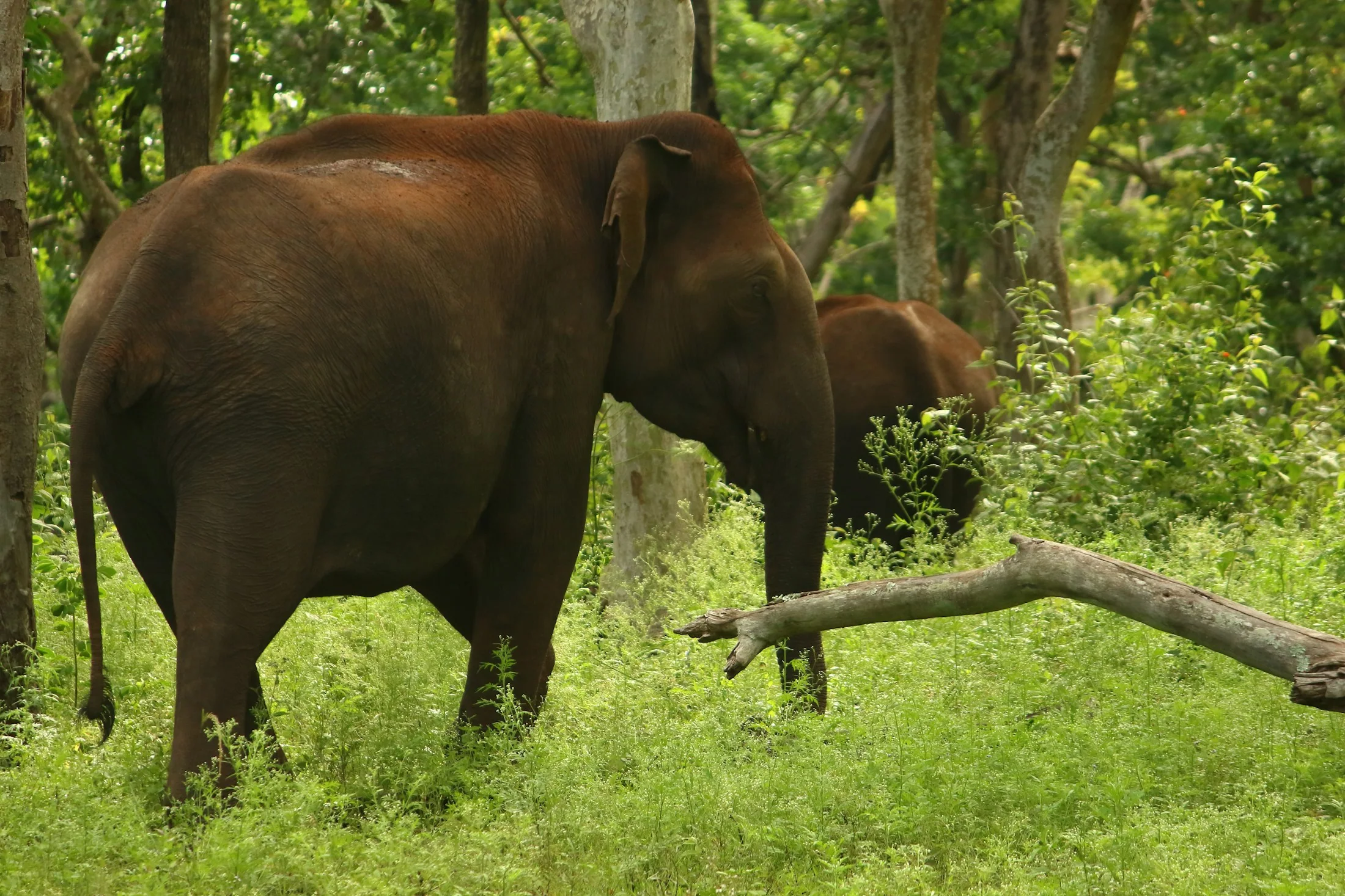 An Indian elephant standing in tall green grass at the edge of forest
