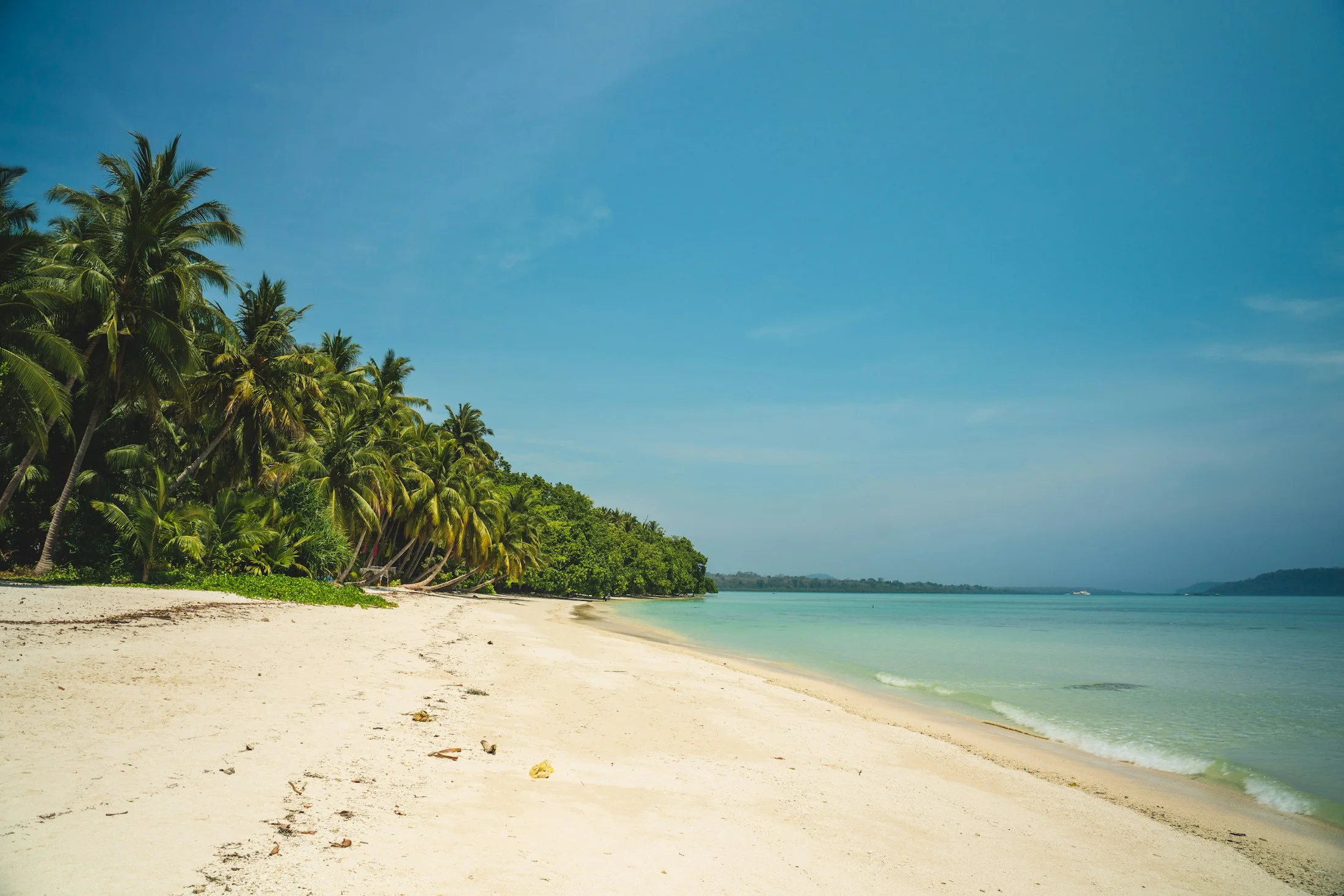 Coconut palms leaning over an empty white-sand beach in the Andamans with clear turquoise shallows beyond