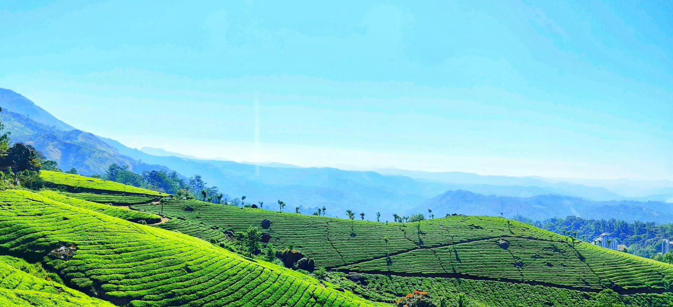 Tea bushes covering the hillsides around Munnar in unbroken green, following the contours of the slope