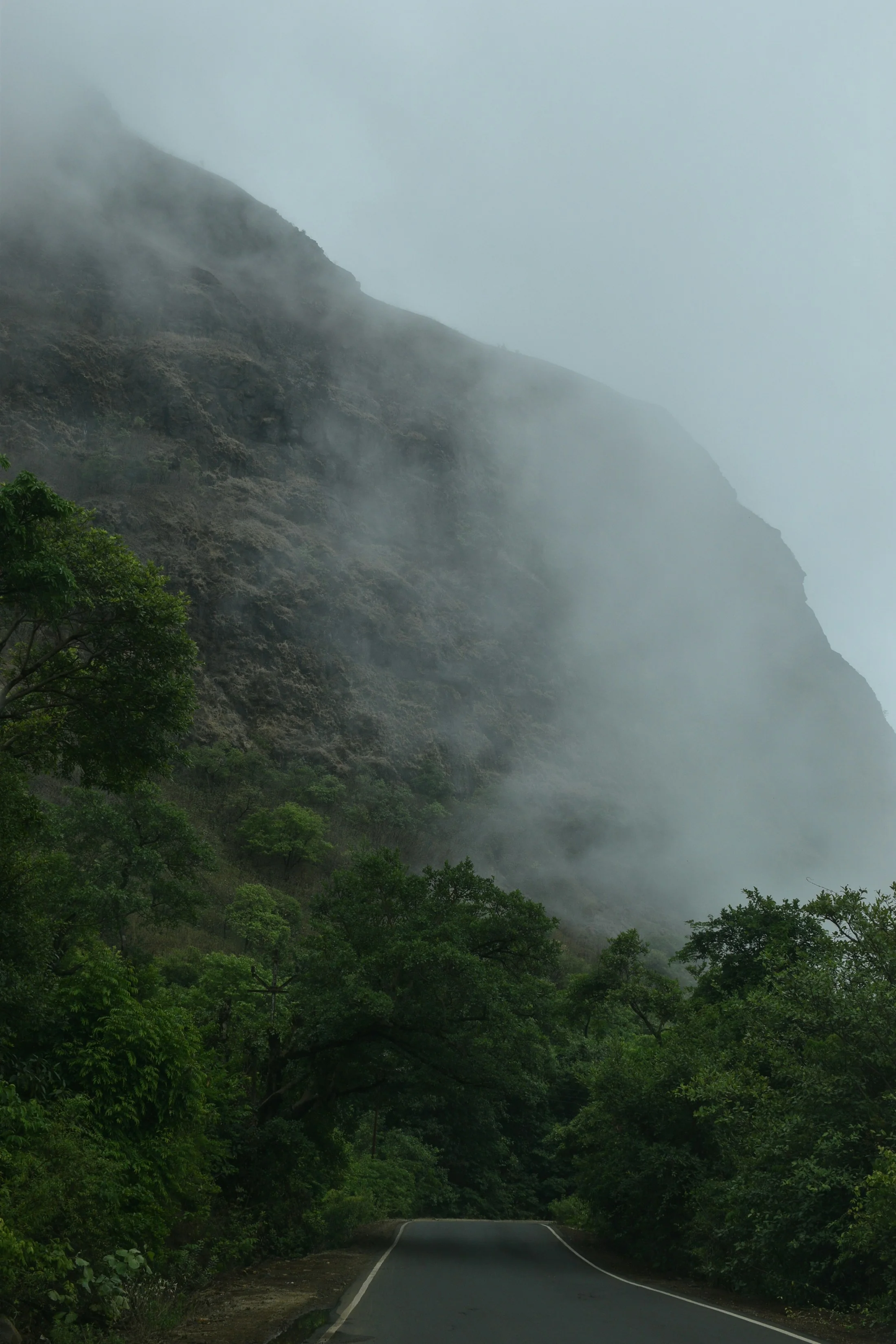 A narrow road disappearing into mist between tall trees on a forested hillside in the Eastern Ghats