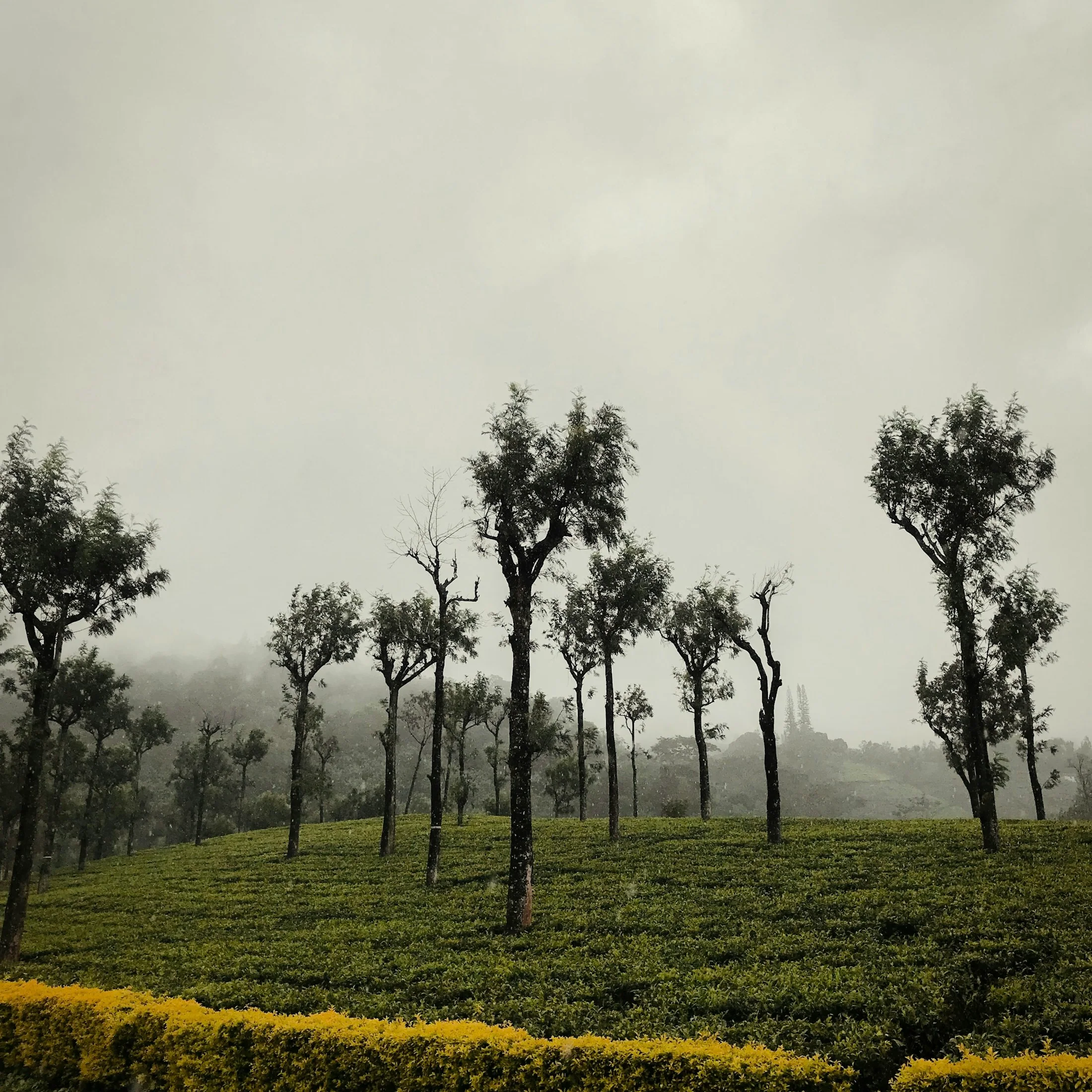 A tea estate on the Anamalai plateau under heavy fog, bare shade trees standing in rows above the bushes