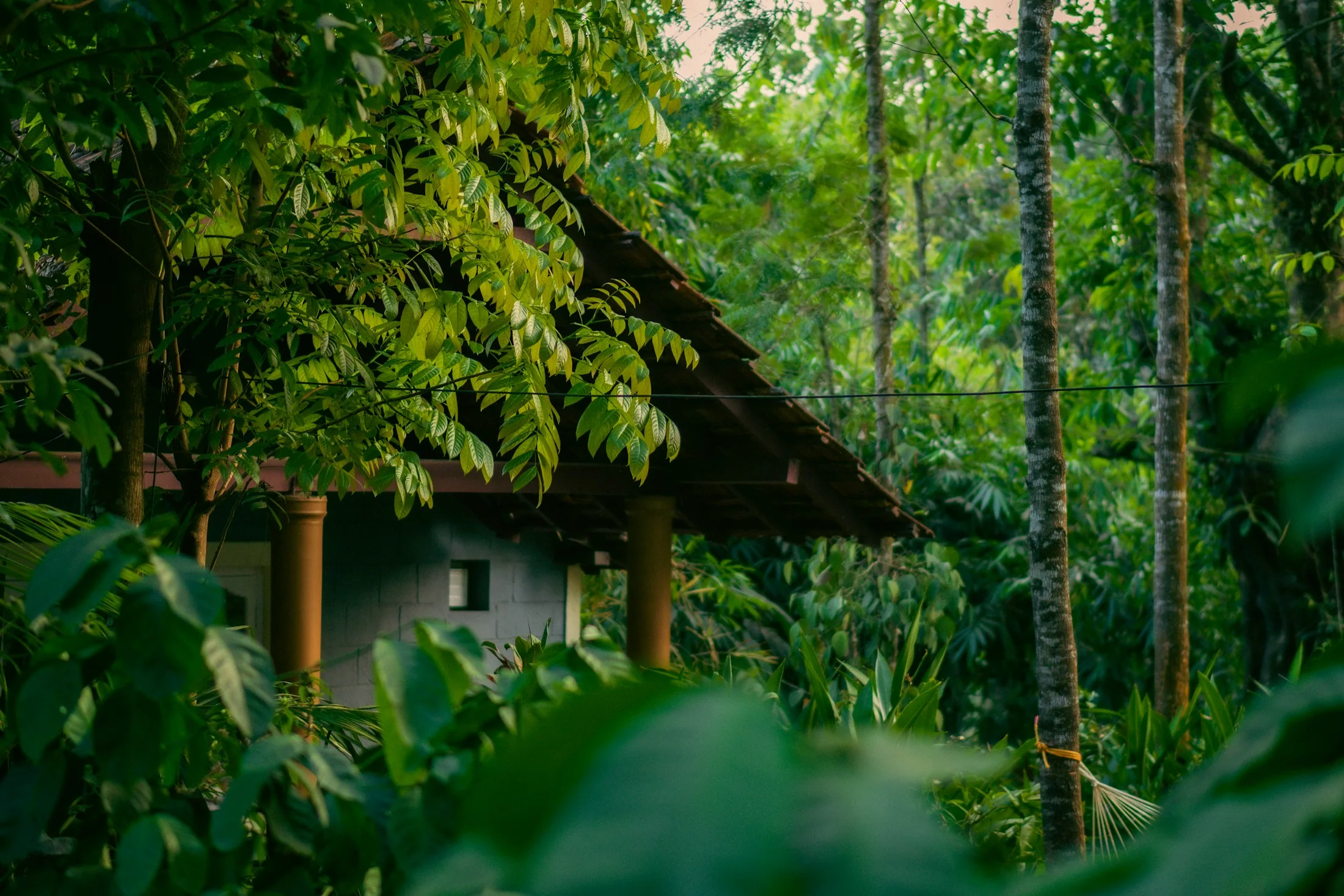 An estate house half-hidden in dense green forest on a Coorg hillside, palms and canopy crowding in around it
