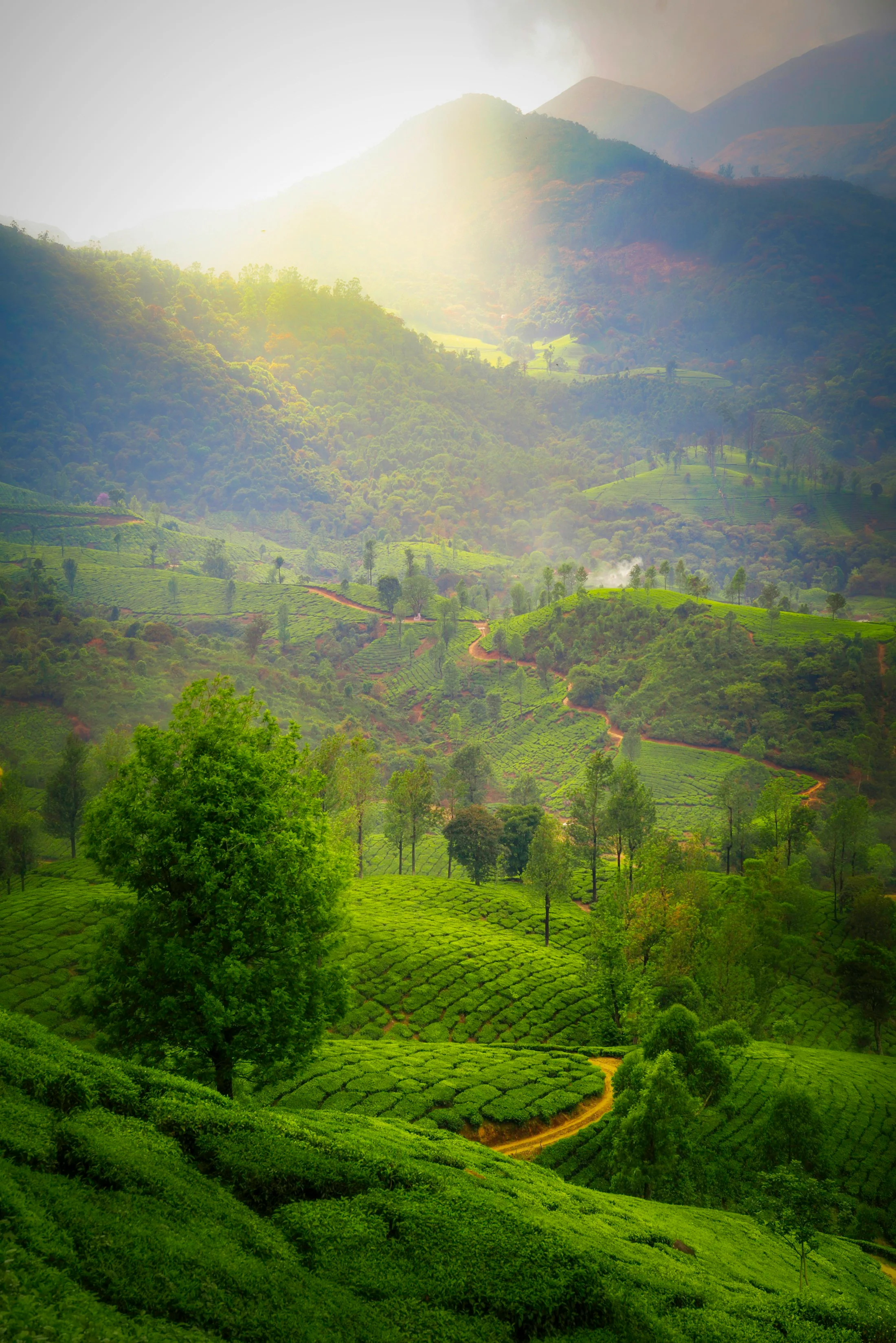 Tea fields cascading down steep green mountainsides around Munnar