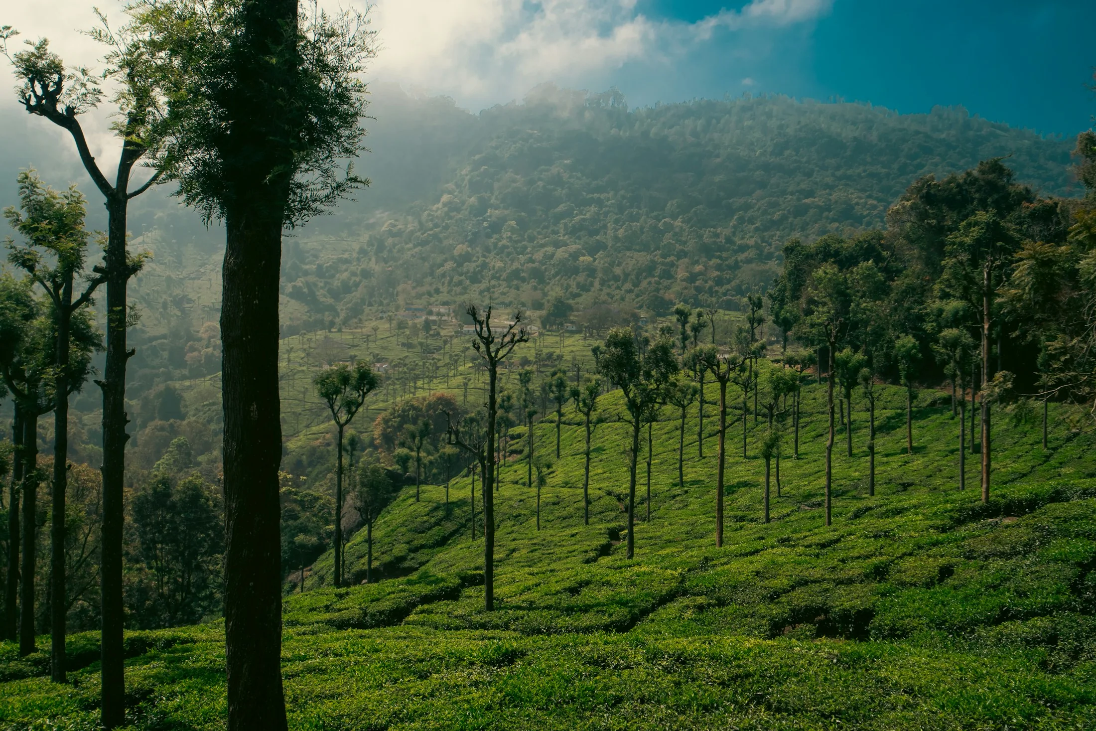 A tea plantation on a misty Nilgiri mountainside with tall trees standing above the bushes